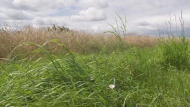 Untitledears of grass and grain blowing in a strong wind, view of the field