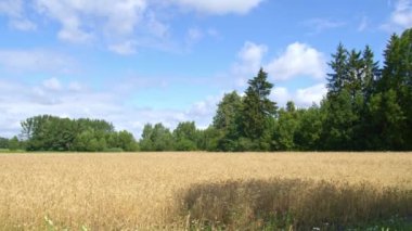 wheat field, camera movement, forest in the background