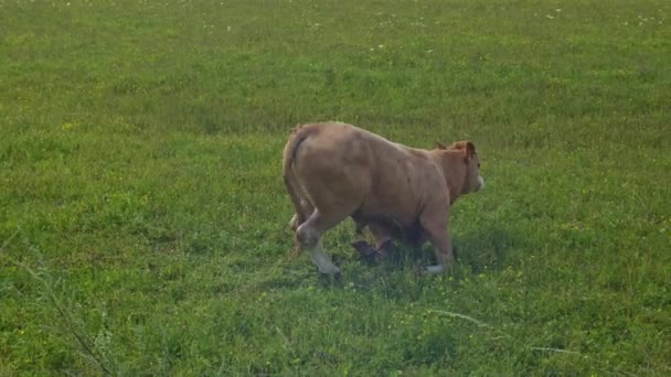Bull Lies Pasture While Rises Royaltyfri Stockvideo