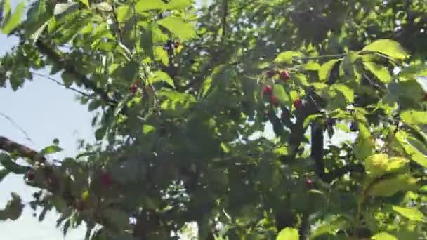 Branches Full Cherries Sway Wind Rechtenvrije Stockvideo's