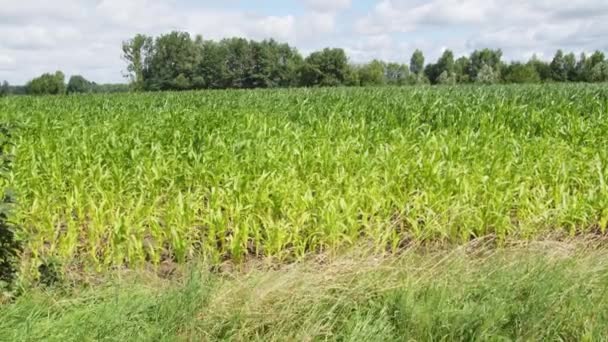 Corn Field Crop Harvest Close Royaltyfri Stockfilm