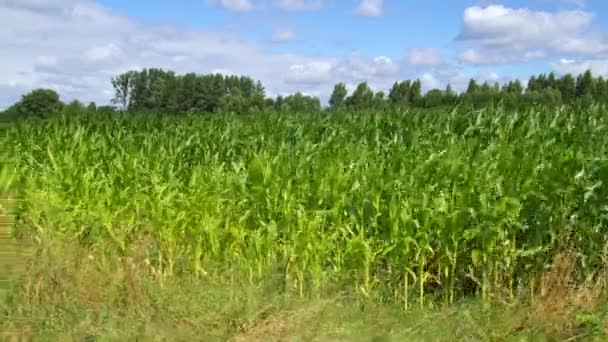 Field Sown Corn Camera March Field Filmagem De Stock
