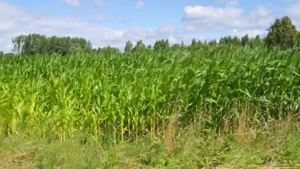 Field Sown Corn Corn Sways Wind — Vídeos de Stock