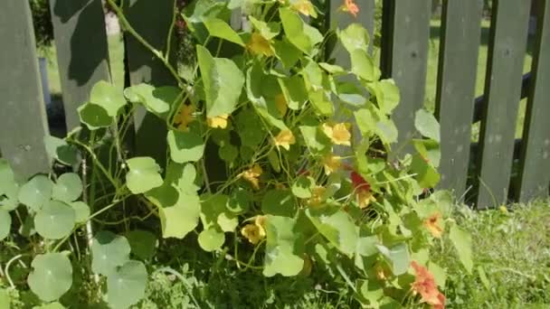 Flowers Fly Wind Grow Next Fence — Video