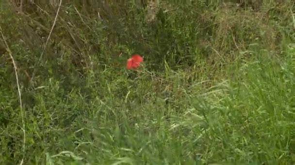 One Red Poppy Flower Flutters Wind Stockvideo