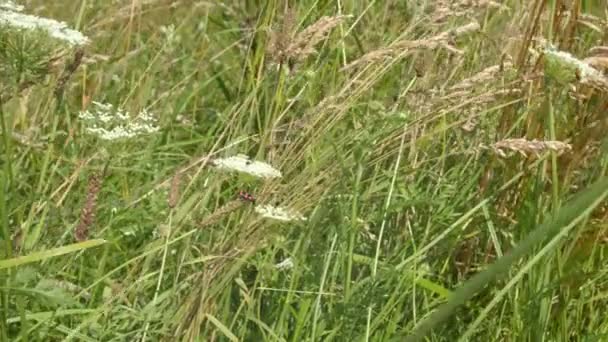 Roadside Flowers Blowing Wind Trichodes Apiarius Sits Grass Βίντεο Κλιπ