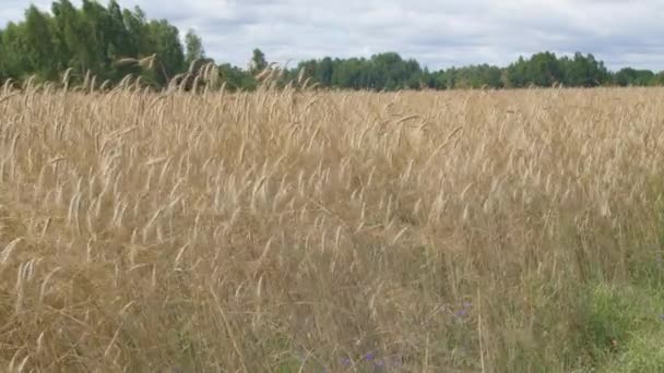 Rye Stalks Blow Wind Day Beauty Nature — Vídeo de stock