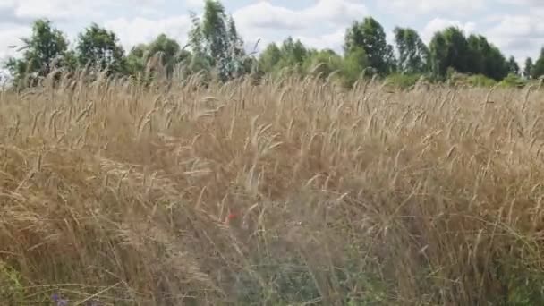 ライ麦の茎が風に吹かれ赤いケシが耳の間に生え ロイヤリティフリーのストック動画