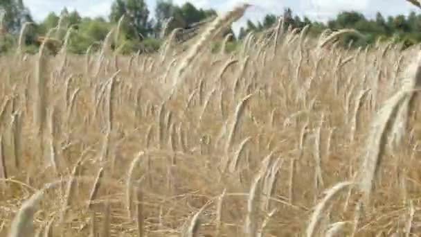 ライ麦の茎は日中は風に乗って耳を閉じて作物の間にカメラを置きます — ストック動画