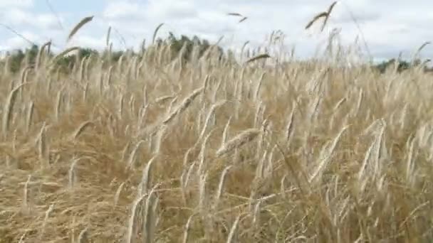 ライ麦の茎は 日中は風の中で飛ぶ 耳にクローズアップ — ストック動画