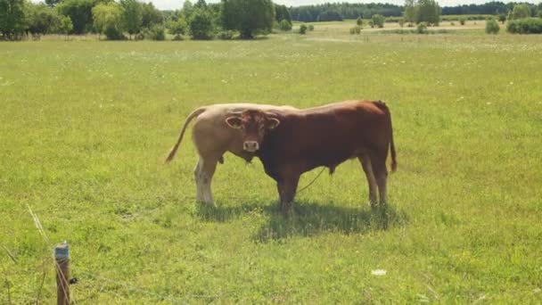Two Bulls Graze Green Meadow — Stok video