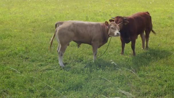 牧草地で2頭の雄牛が遊んでいます ストック動画