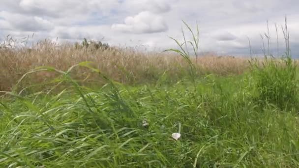 強い風に吹かれて草や穀物の無題 フィールドのビュー ストック映像