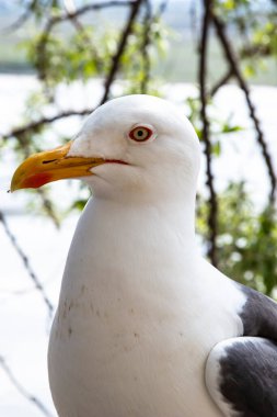 Larus ridibundus martı ailesinden bir kuş, yaklaşın.