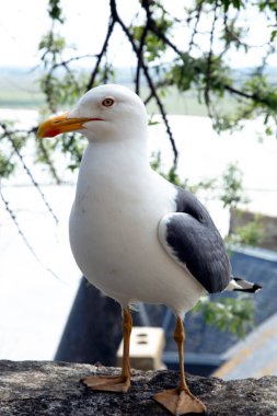 Larus ridibundus martı ailesinden bir kuş vadide oturuyor.