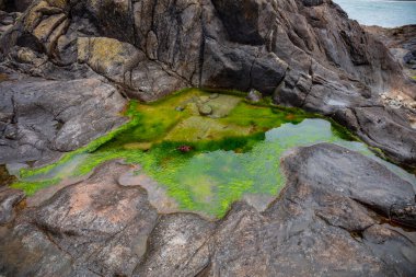 Taşların üzerinde durgun su, yeşil yosun