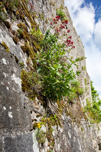 Blumen Die Aus Der Mauer Die Burg Wachsen — Stockfoto