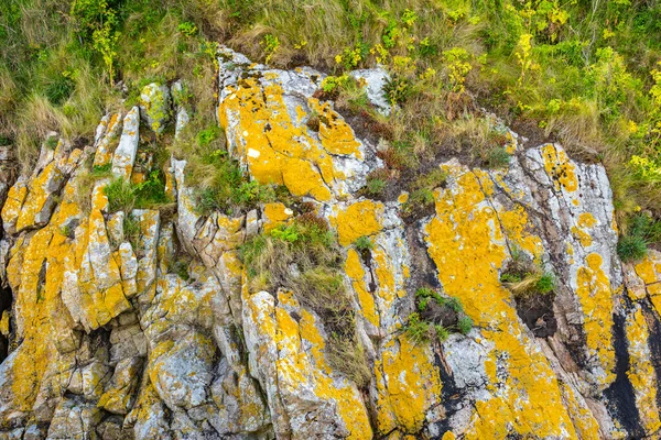 Kameny Pokryté Zelenými Řasami Krásný Výhled Při Odlivu Výhled Shora — Stock fotografie