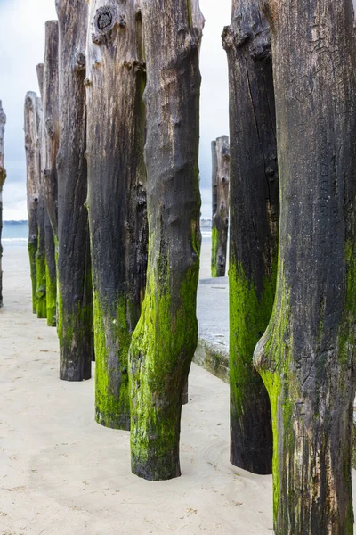 stock image great wooden piles covered with green moss driven into the beach