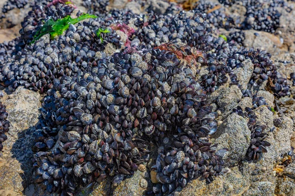 Камни Покрытые Моллюсками — стоковое фото