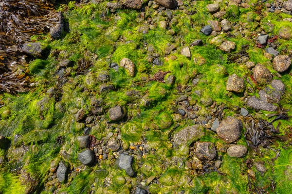 Stones Covered Green Seaweed Beautiful View Low Tide Top View — Stock Photo, Image
