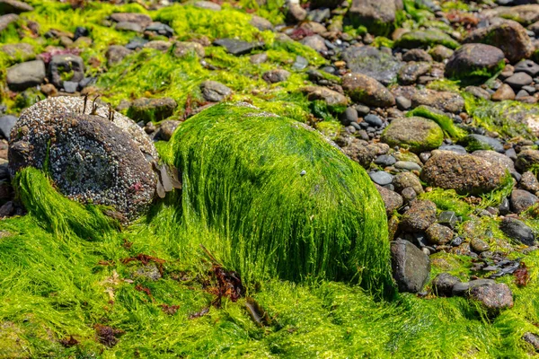 Piedra Cubierta Algas Verdes Hermosa Vista Durante Marea Baja —  Fotos de Stock