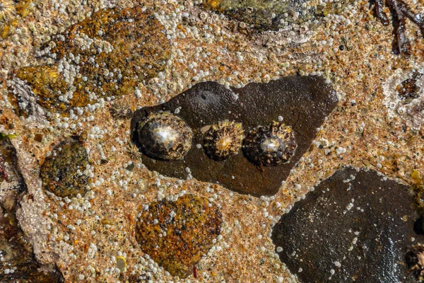 Shells Stuck Stones Top View — Stock Photo, Image