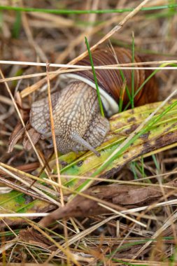 Burgundy salyangoz, sarmal pomatia, Avrupa 'da yaygın bir salyangoz, çimlerde