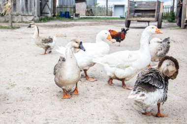 Çiftliğin etrafında bir kaz sürüsü dolaşıyor.