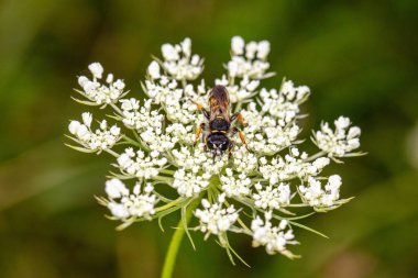 Eşek arısı küçük beyaz çiçeklerden nektar toplar.