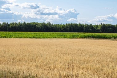 Tahıl ekilmiş tarla, arka planda bir orman, güzel gökyüzü.