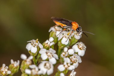 Athalia Rosae, güzel renkli böcekler nektarla beslenir.