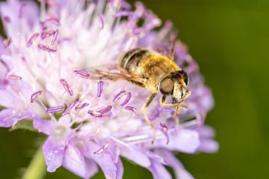 Mor bir çiçeğin üzerindeki arı nektar toplar.