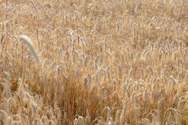Çavdar ağaçlarının manzarası, tahılla ekilmiş bir tarla.