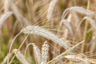 Çavdar bıçakları, tahıl dolu dolgun örnekler, yaklaşın.