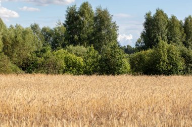 Tahıl ekilmiş tarla, arka planda bir orman.