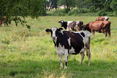 Süt ineği sürüsü yeşil bir çayırda otluyor.