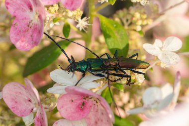 Aromia moschata, misk böceği, güzel renkli bir böcek tarafından, çiftleşme sırasında, yan yaşam