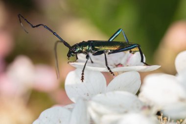 Aromia moschata, misk böceği, beyaz çiçeğin üzerinde oturan güzel renkli bir böcek tarafından