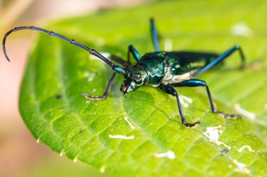 Aromia moschata, misk böceği, güzel renkli bir böcek tarafından, yaklaş.