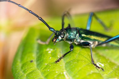 Aromia moschata, misk böceği, çok güzel renkli bir böcek tarafından,