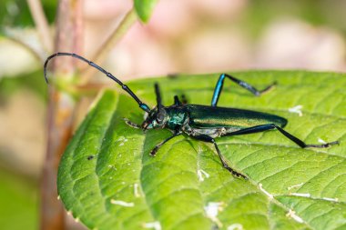 Aromia moschata, misk böceği, güzel renkli bir böcek tarafından, yan yaşam
