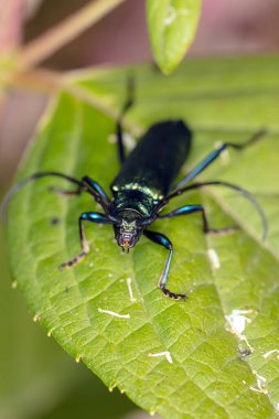 Aromia moschata, misk böceği, güzel renkli bir böcek tarafından, yakın görünüm