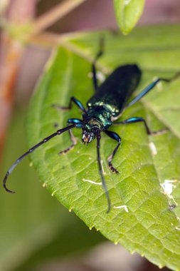 Aromia moschata, misk böceği, güzel renkli bir böcek tarafından, yakın plan