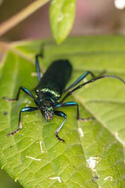 Aromia moschata, misk böceği, güzel renkli bir böcek tarafından, ön yaşam