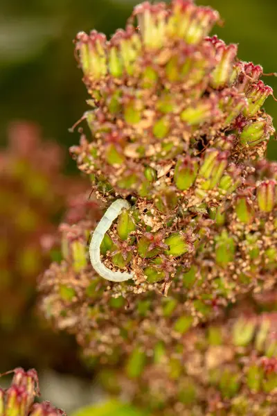 white worm crawls on the leaves of the plant