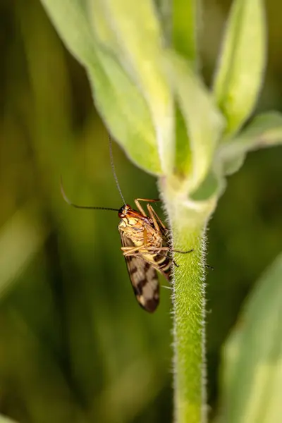 beautiful insect sits on the stem of a plant