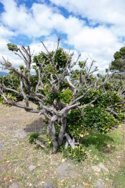 Çok yaşlı bir ağaç, bir sürü kurumuş dal ve biraz da yeşil yaprak.