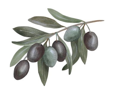 watercolor illustration of olives isolated on white