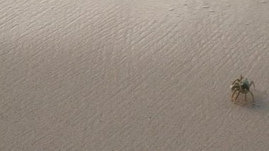 Sunset 'te kumsal gezen yengeç. Arka planda hafif dalgalar var..